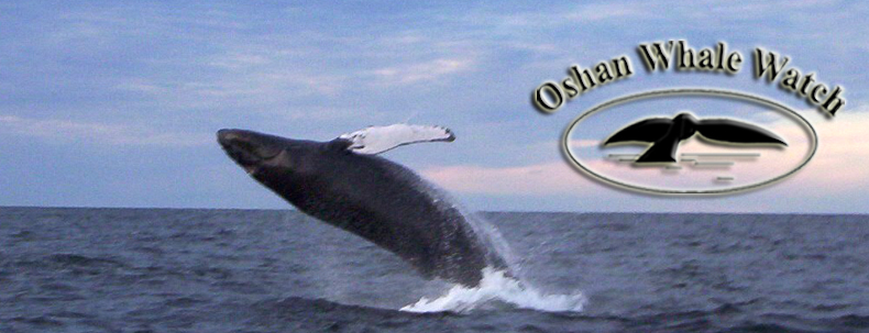 Our Favourite Baleen Whales of Northern Cape Breton Nova Scotia